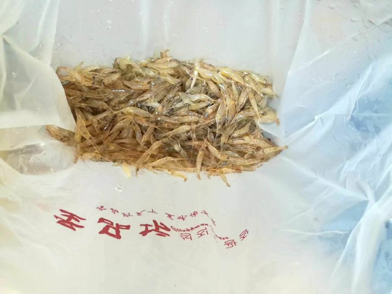 河虾