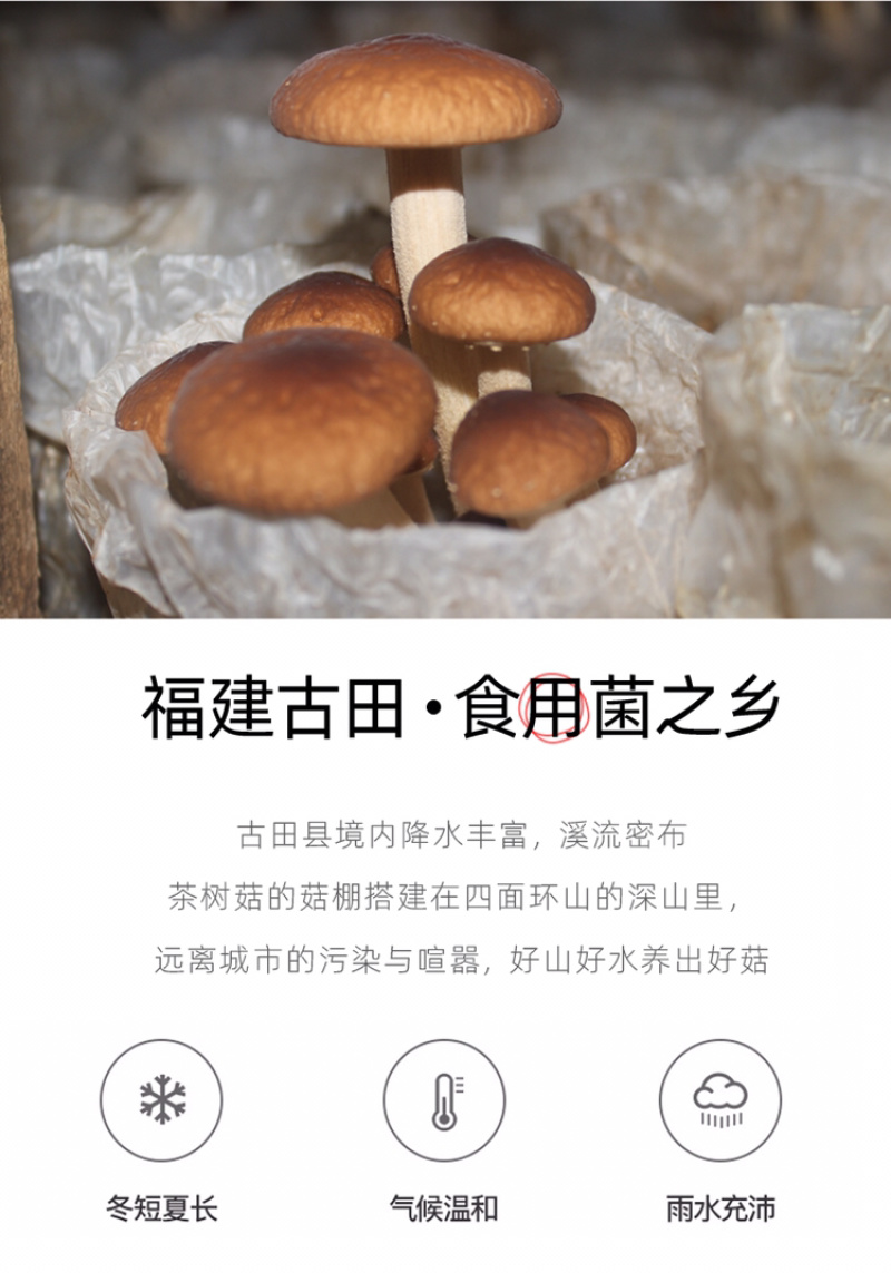 古田农家茶树菇干货茶薪菇