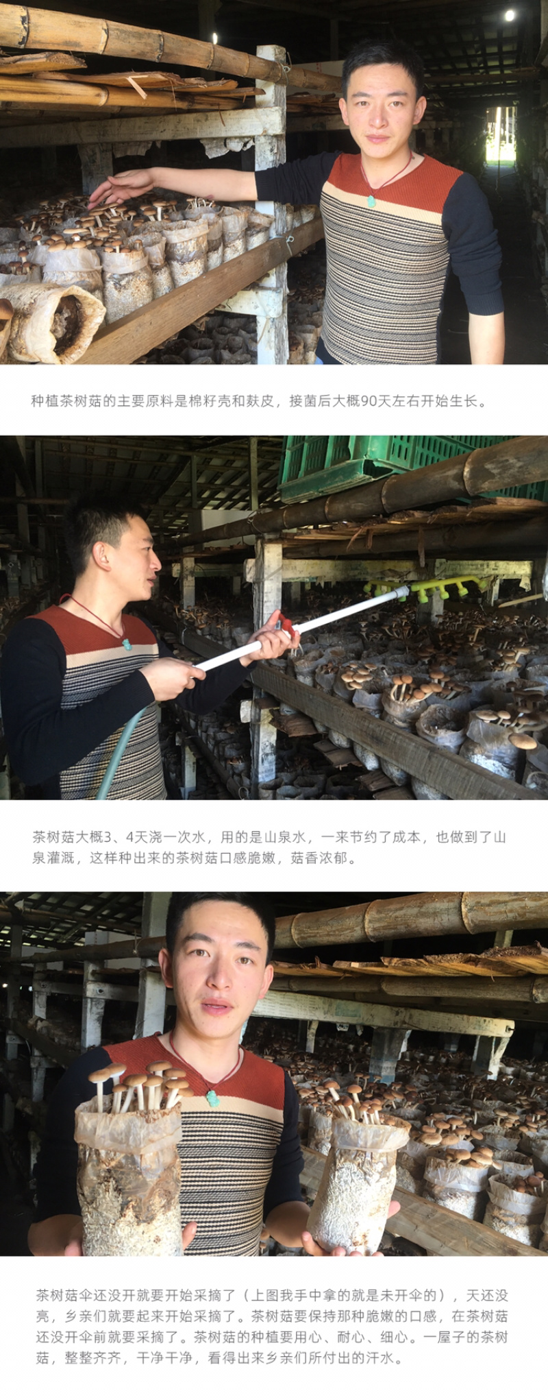 古田农家茶树菇干货茶薪菇