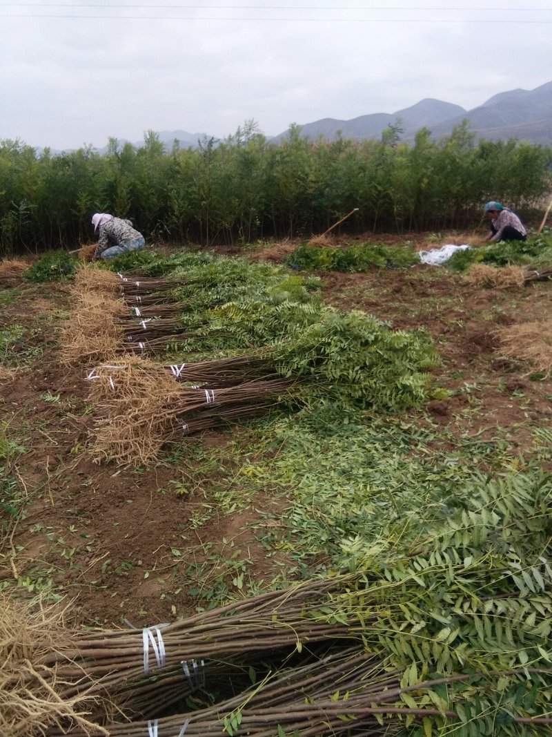 出售百万文冠果一年生苗