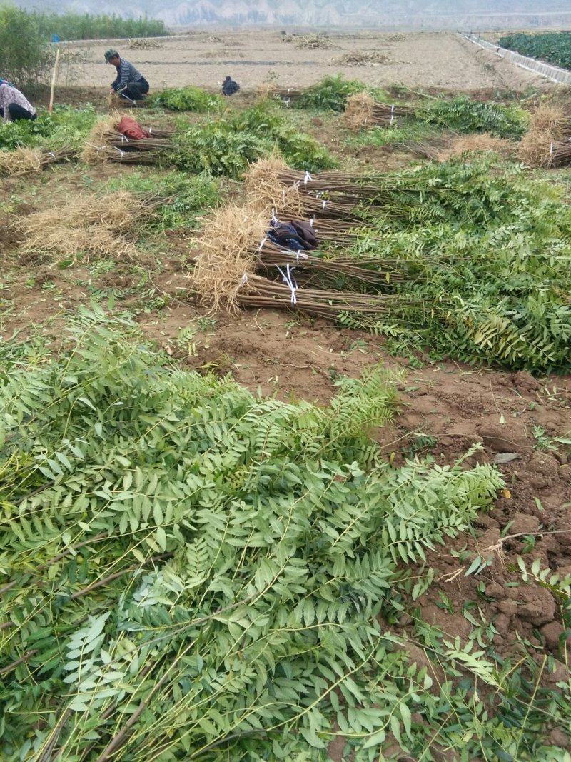 出售百万文冠果一年生苗