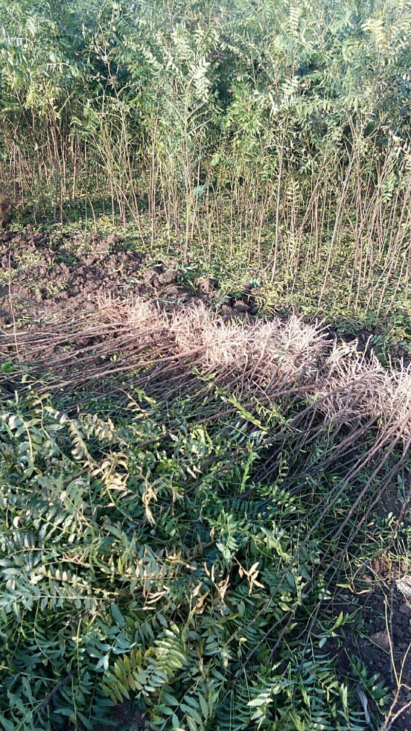 出售百万文冠果一年生苗