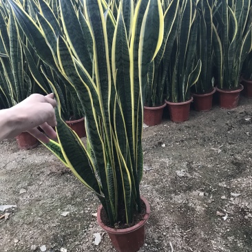虎皮兰高角虎皮兰基地批发