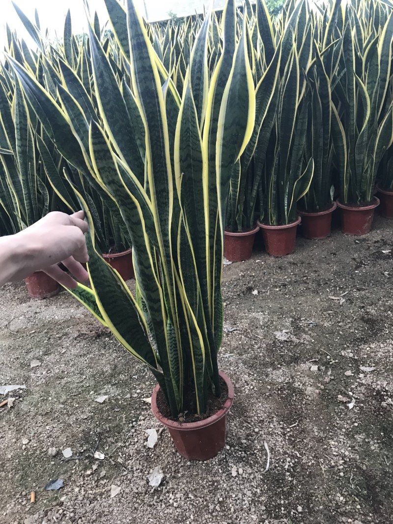 虎皮兰高角虎皮兰基地批发