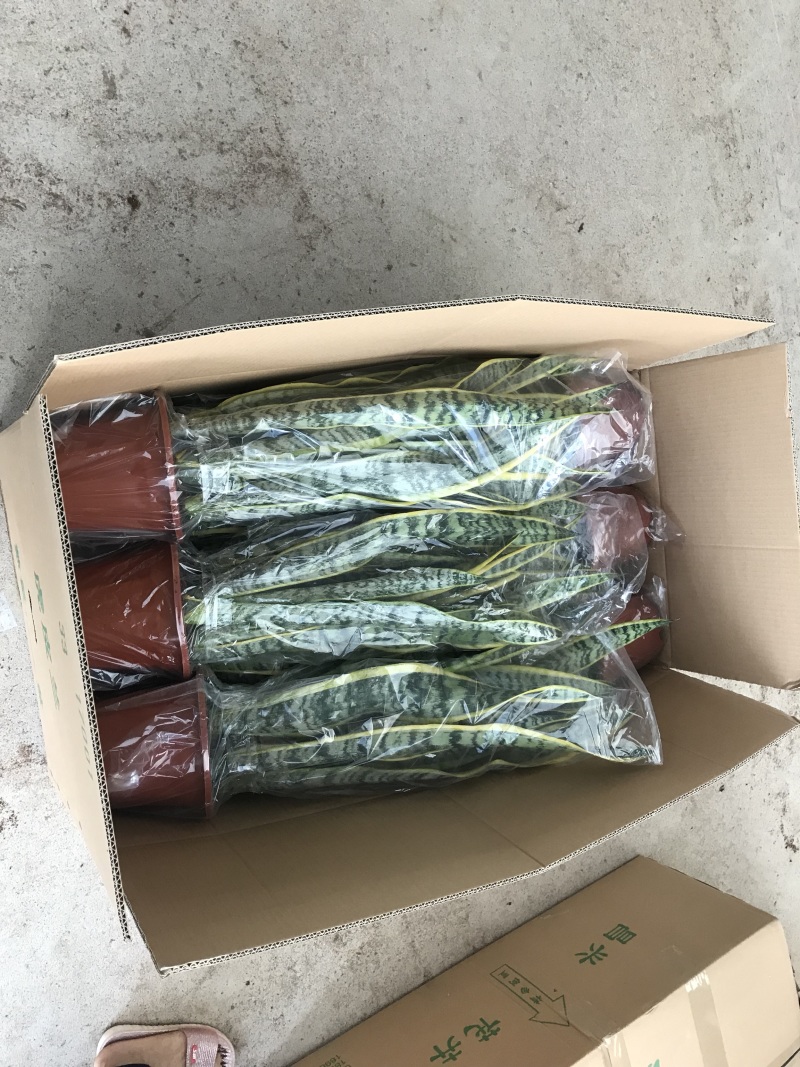 虎皮兰高角虎皮兰基地批发