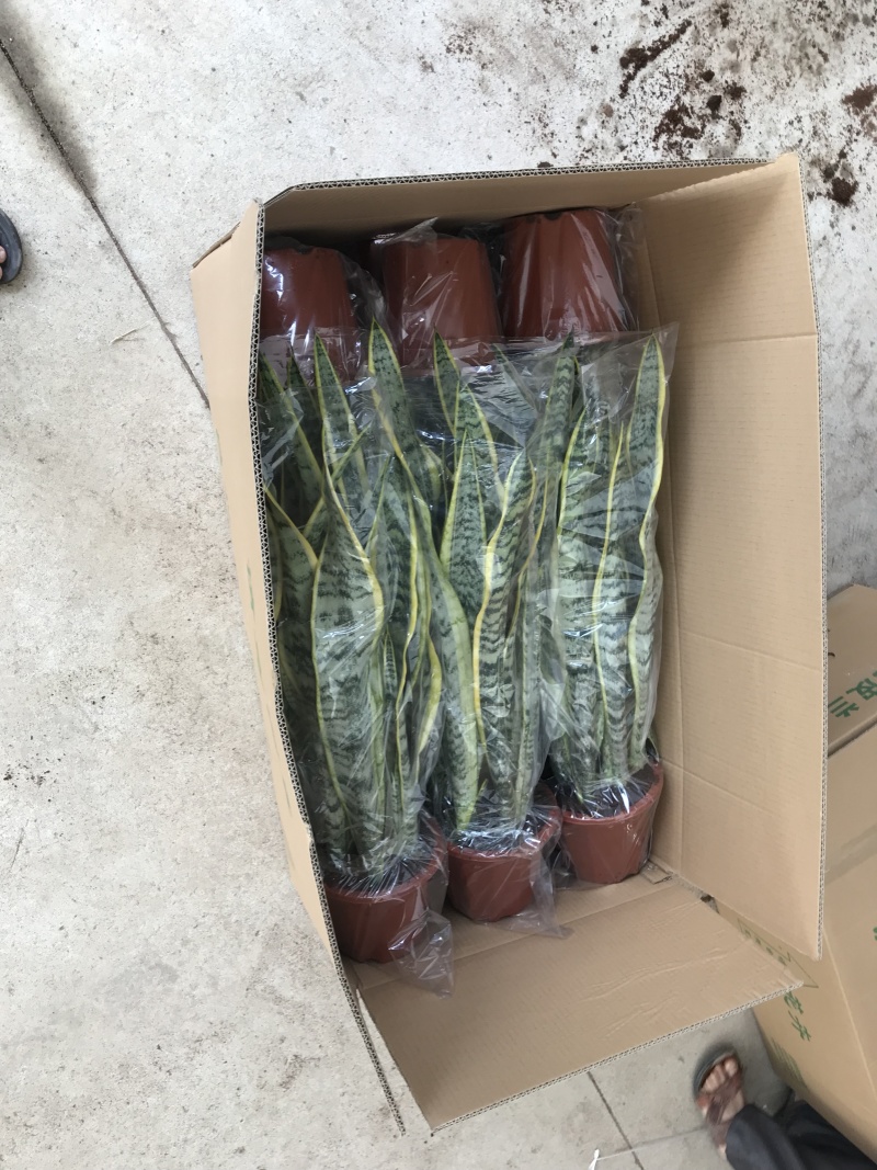 虎皮兰高角虎皮兰基地批发
