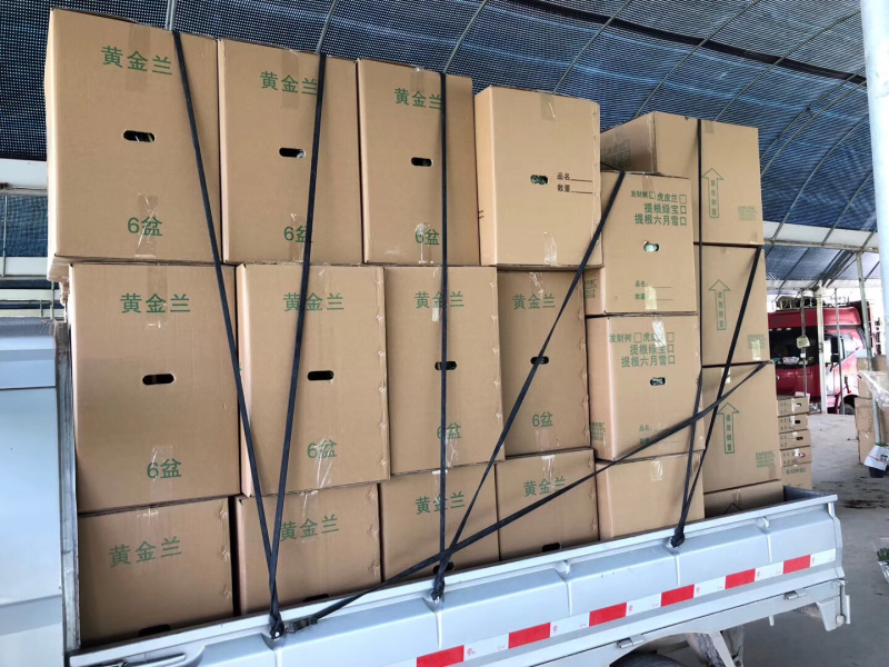 虎皮兰高角虎皮兰基地批发