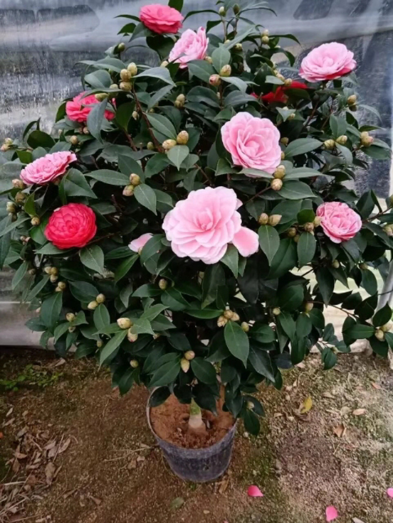 五色赤丹茶花230杯盆栽茶花一树多色名贵好养基地直销