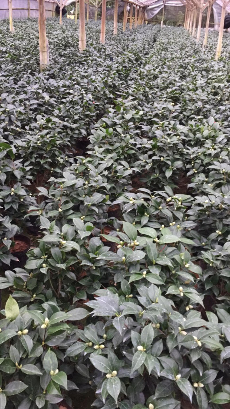 红赤丹山茶花（210杯）盆栽名贵园林景观基地直销