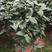 红赤丹山茶花（210杯）盆栽名贵园林景观基地直销