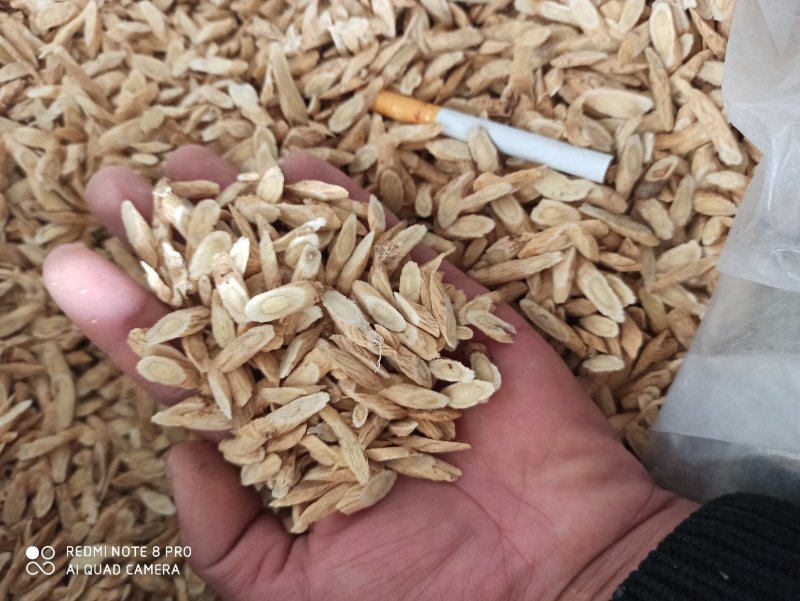 黄芪甘肃黄芪无硫黄芪无硫产地直销，保质保量
