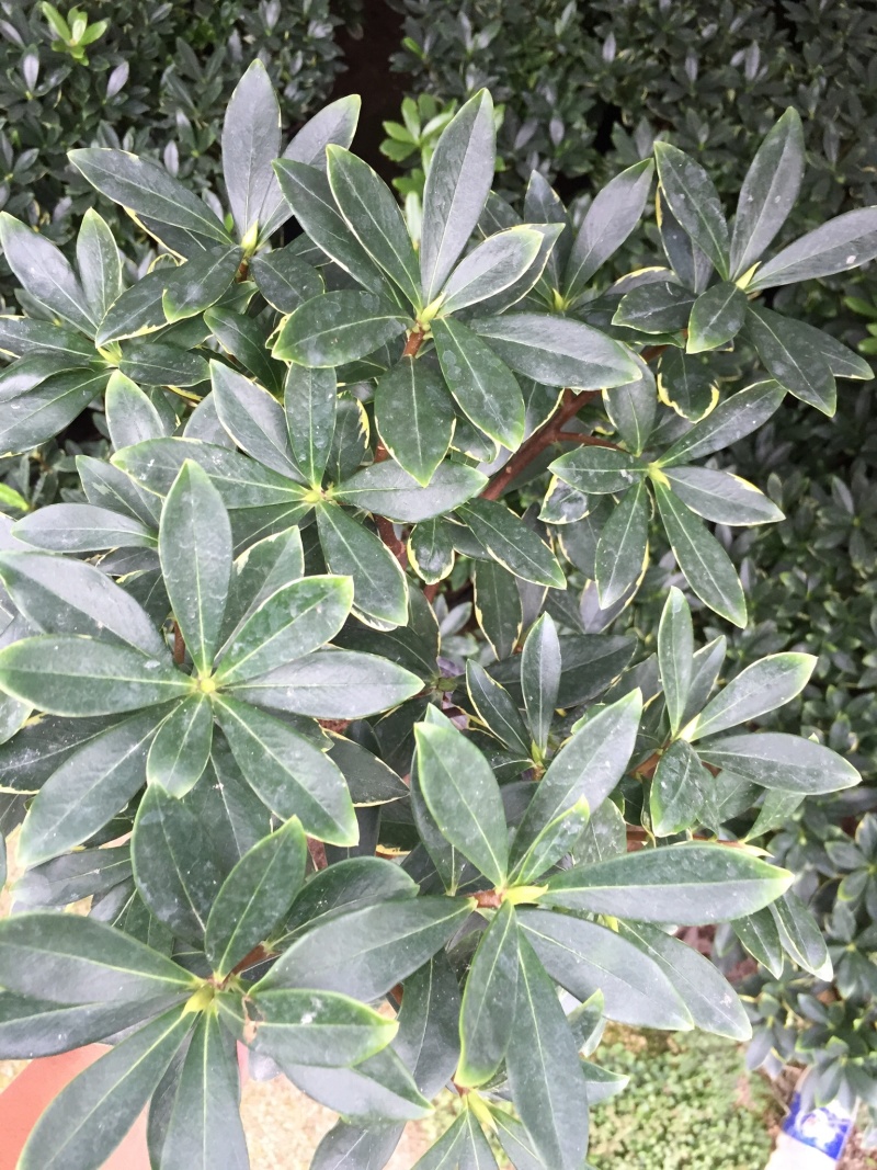 金边瑞香190杯盆栽花卉绿植耐寒四季常青基地直销