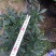 金边瑞香190杯盆栽花卉绿植耐寒四季常青基地直销