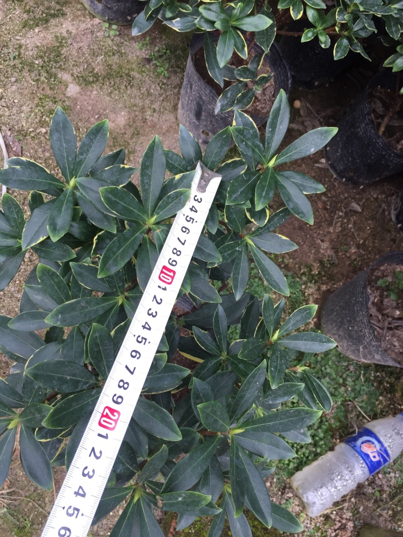 金边瑞香190杯盆栽花卉绿植耐寒四季常青基地直销