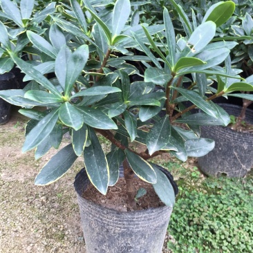 金边瑞香190杯盆栽花卉绿植耐寒四季常青基地直销
