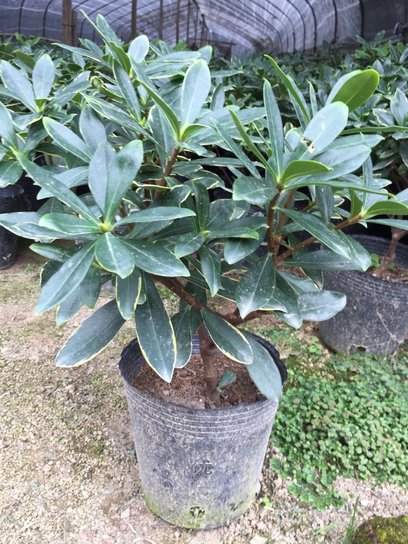 金边瑞香190杯盆栽花卉绿植耐寒四季常青基地直销