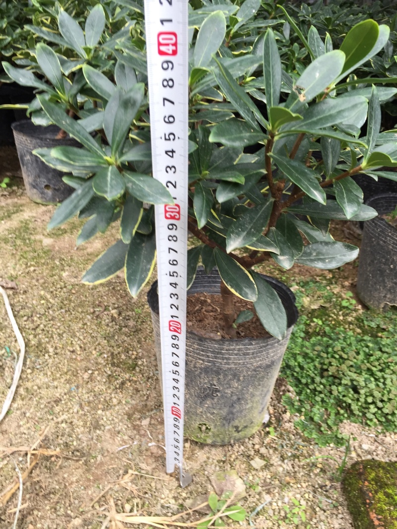 金边瑞香190杯盆栽花卉绿植耐寒四季常青基地直销