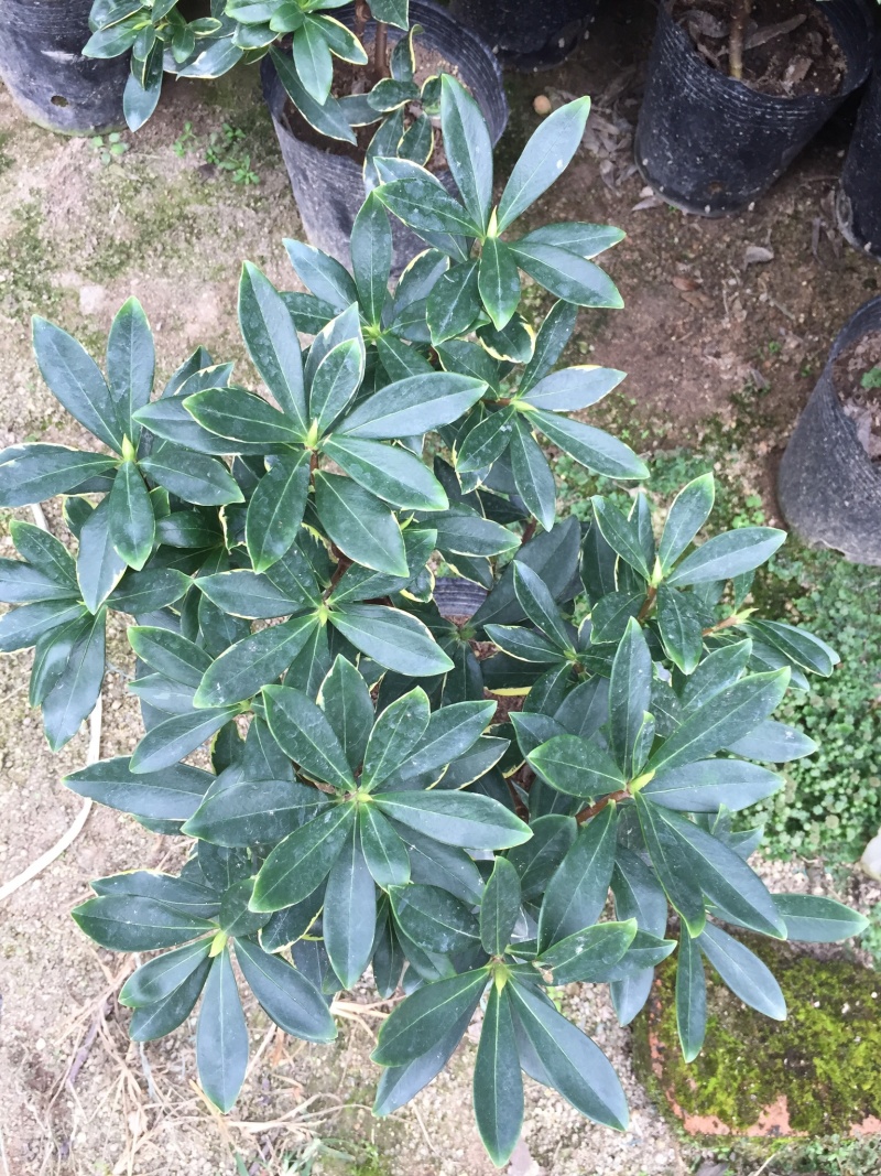 金边瑞香190杯盆栽花卉绿植耐寒四季常青基地直销