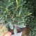 金边瑞香190杯盆栽花卉绿植耐寒四季常青基地直销