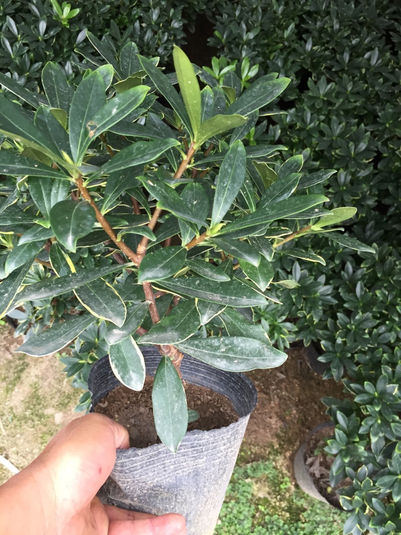 金边瑞香190杯盆栽花卉绿植耐寒四季常青基地直销