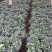 金边瑞香190杯盆栽花卉绿植耐寒四季常青基地直销