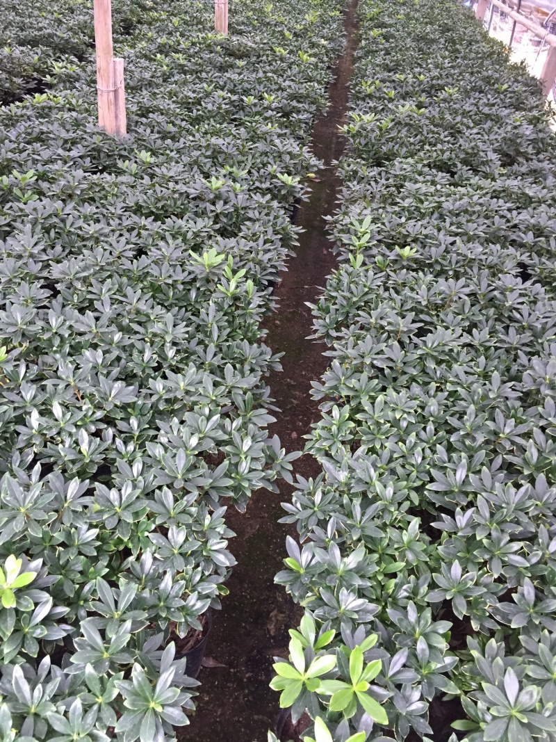金边瑞香190杯盆栽花卉绿植耐寒四季常青基地直销