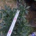 金边瑞香190杯盆栽花卉绿植耐寒四季常青基地直销
