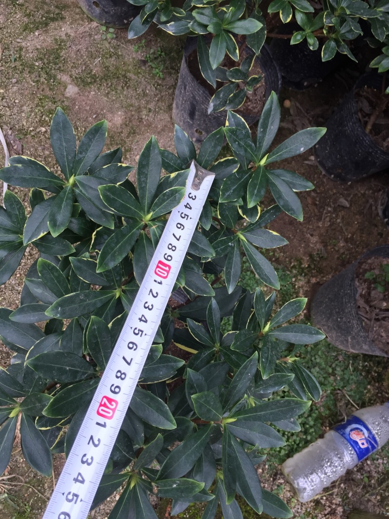 金边瑞香190杯盆栽花卉绿植耐寒四季常青基地直销