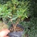 金边瑞香190杯盆栽花卉绿植耐寒四季常青基地直销