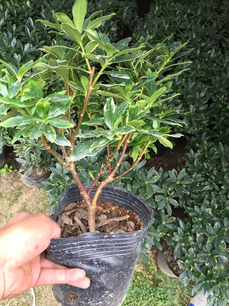 金边瑞香190杯盆栽花卉绿植耐寒四季常青基地直销