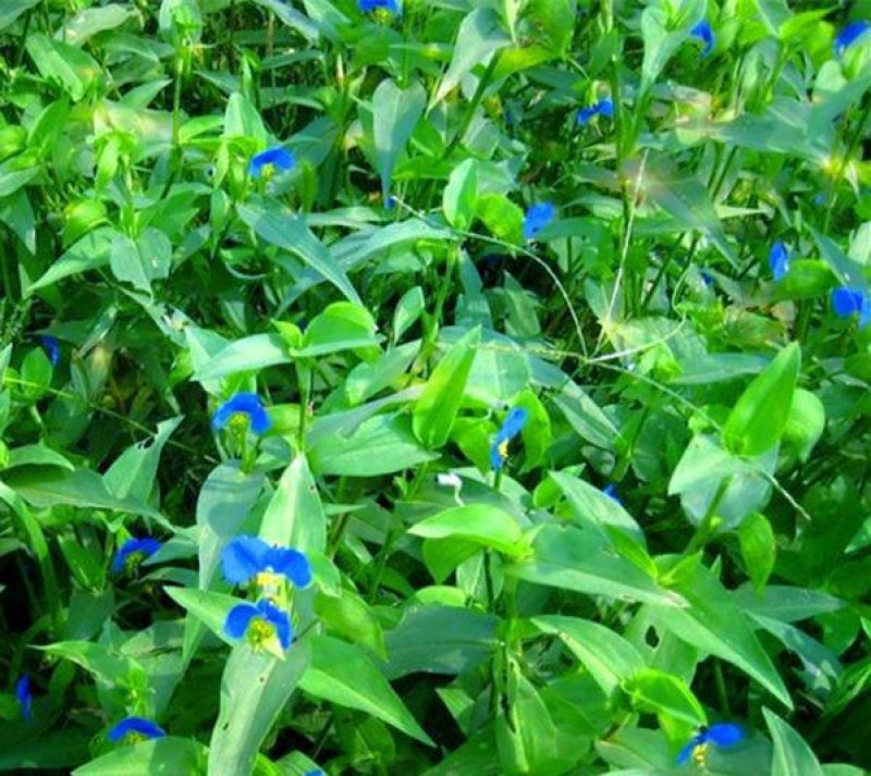 鸭跖草