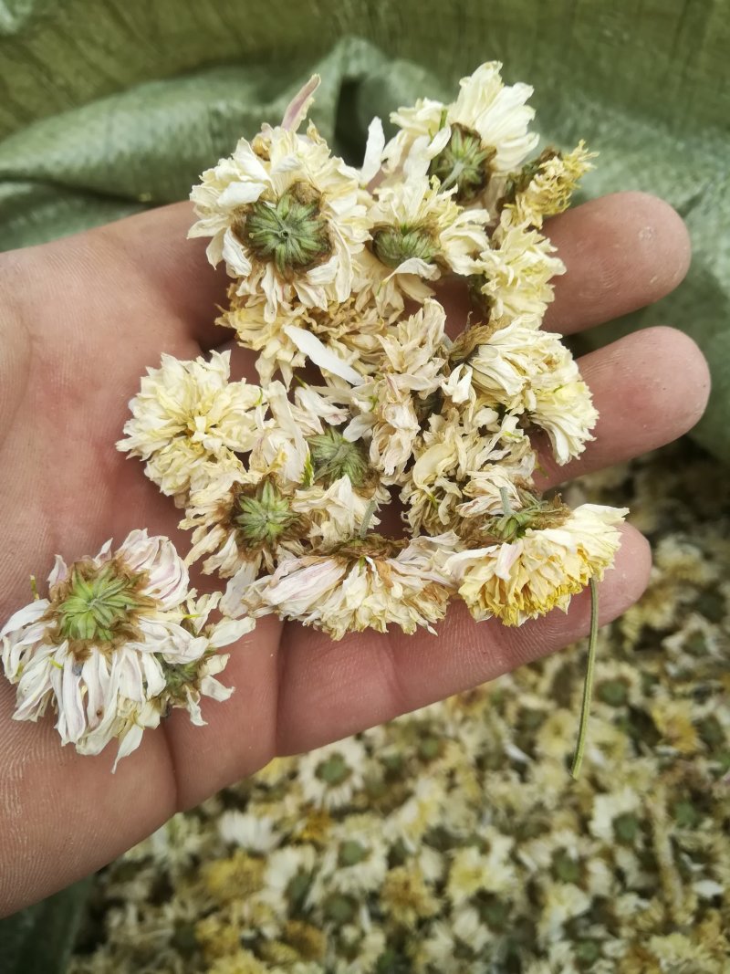 菊花