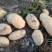 新疆阿克苏荷兰十五土豆富硒土豆3两起无青头打冷耐运输皮光色鲜