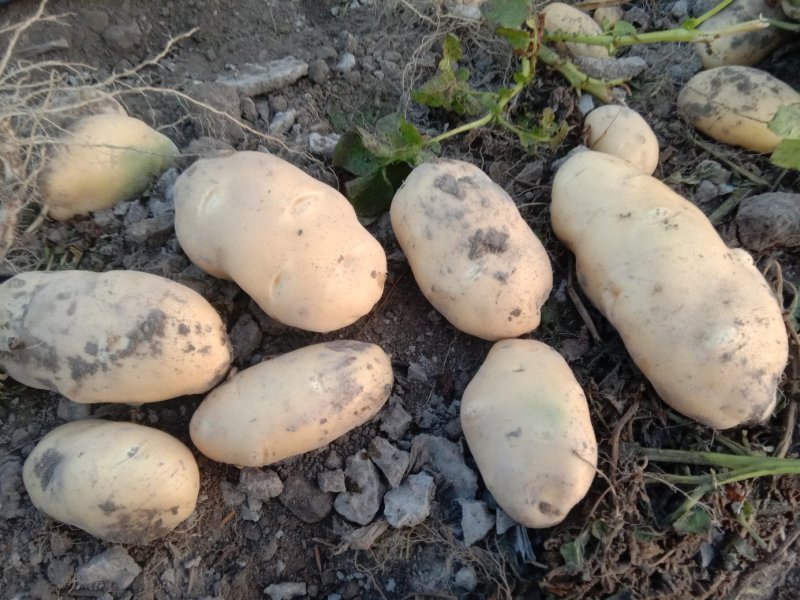 新疆阿克苏荷兰十五土豆富硒土豆3两起无青头打冷耐运输皮光色鲜