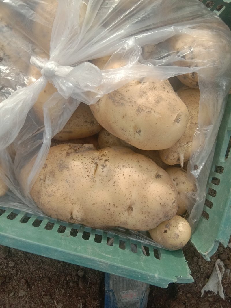 新疆阿克苏荷兰十五土豆富硒土豆3两起无青头打冷耐运输皮光色鲜