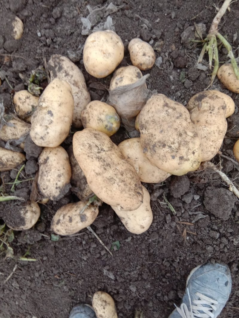 新疆阿克苏荷兰十五土豆富硒土豆3两起无青头打冷耐运输皮光色鲜