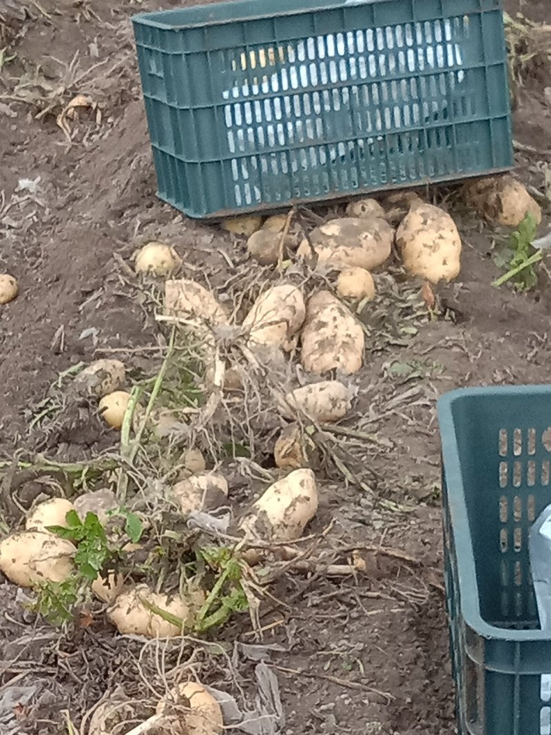 新疆阿克苏荷兰十五土豆富硒土豆3两起无青头打冷耐运输皮光色鲜