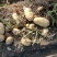 新疆阿克苏荷兰十五土豆富硒土豆3两起无青头打冷耐运输皮光色鲜