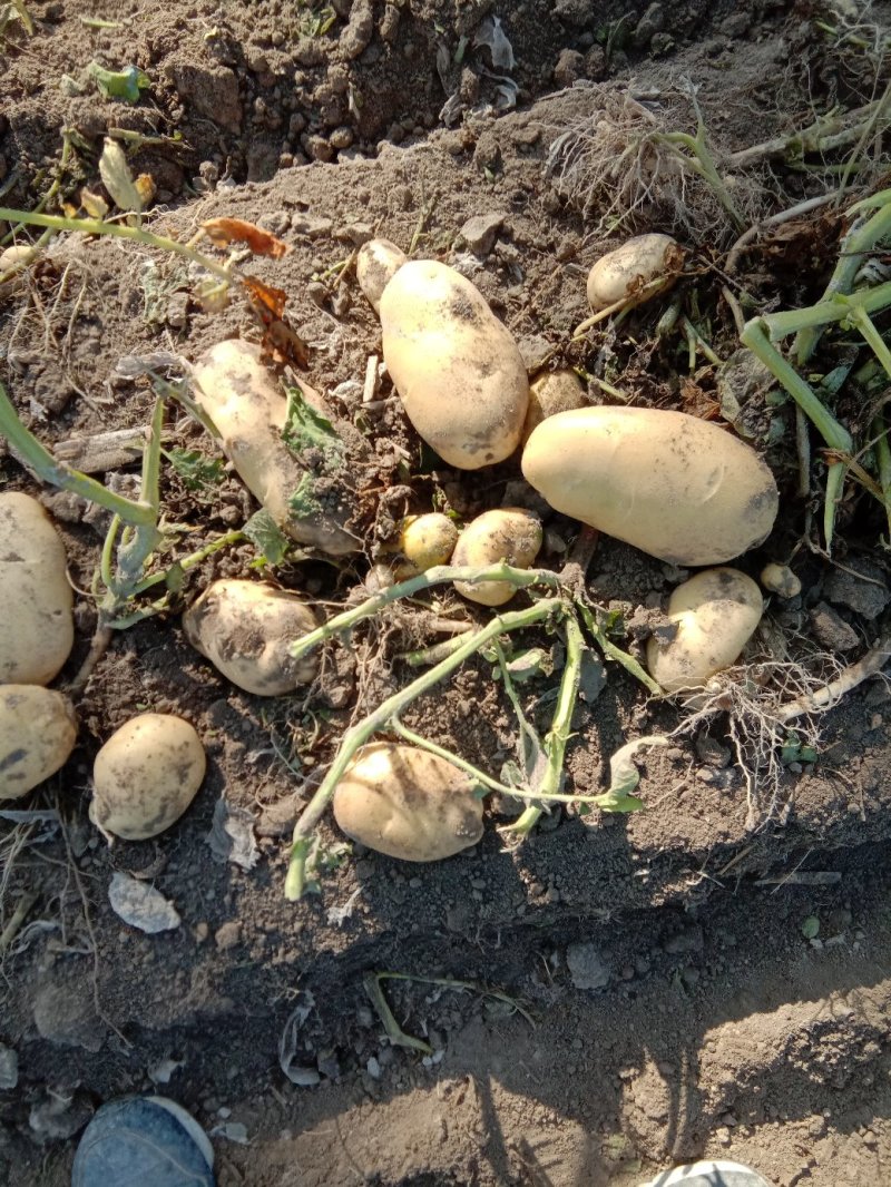 新疆阿克苏荷兰十五土豆富硒土豆3两起无青头打冷耐运输皮光色鲜