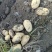 新疆阿克苏荷兰十五土豆富硒土豆3两起无青头打冷耐运输皮光色鲜