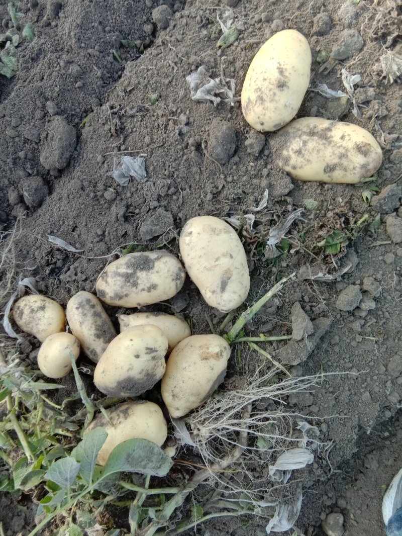 新疆阿克苏荷兰十五土豆富硒土豆3两起无青头打冷耐运输皮光色鲜