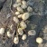 新疆阿克苏荷兰十五土豆富硒土豆3两起无青头打冷耐运输皮光色鲜