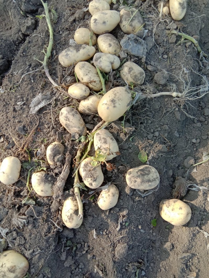 新疆阿克苏荷兰十五土豆富硒土豆3两起无青头打冷耐运输皮光色鲜