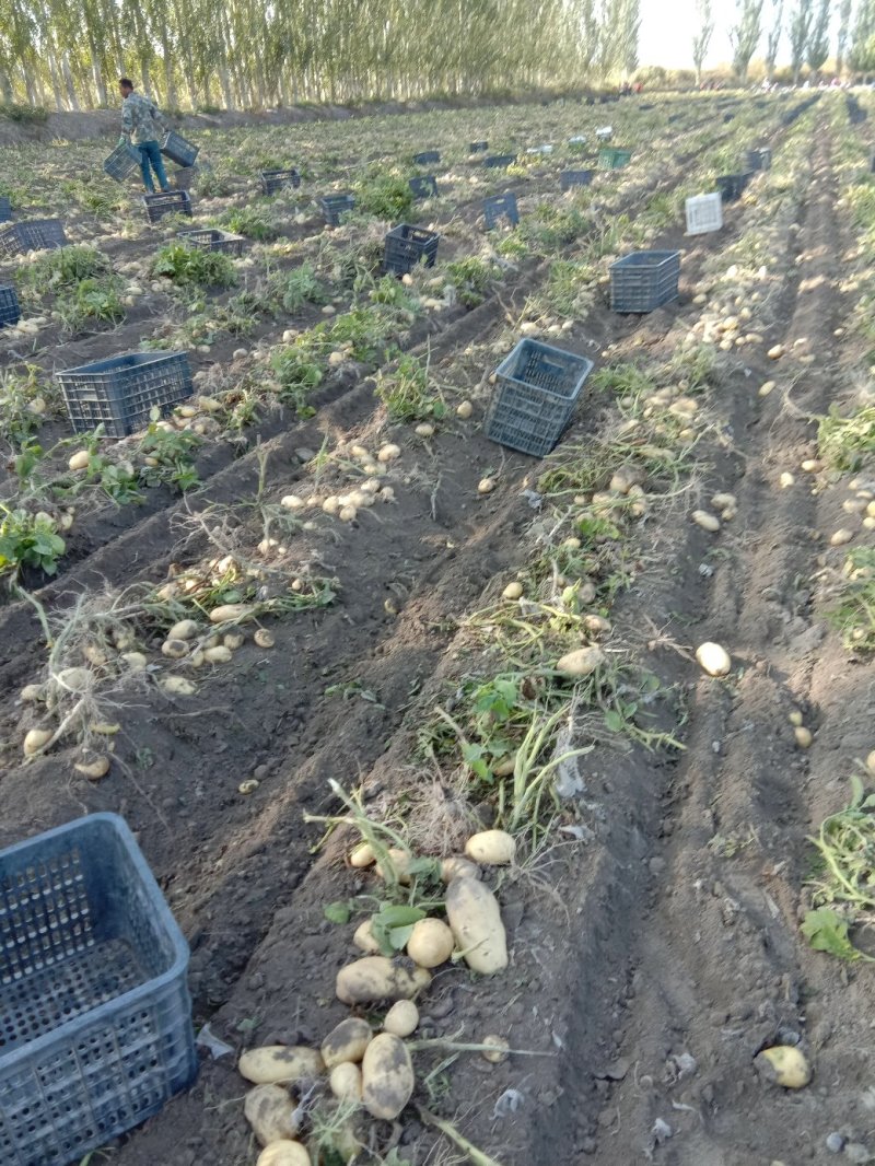 新疆阿克苏荷兰十五土豆富硒土豆3两起无青头打冷耐运输皮光色鲜