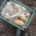 新疆阿克苏荷兰十五土豆富硒土豆3两起无青头打冷耐运输皮光色鲜