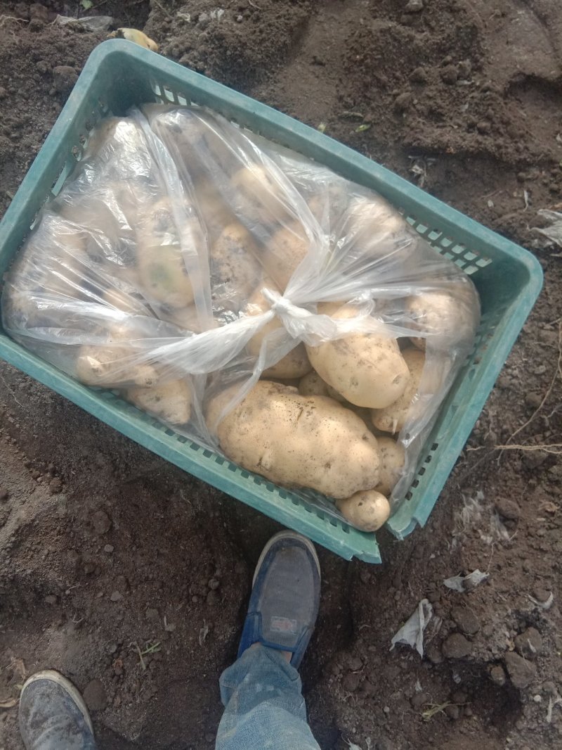 新疆阿克苏荷兰十五土豆富硒土豆3两起无青头打冷耐运输皮光色鲜