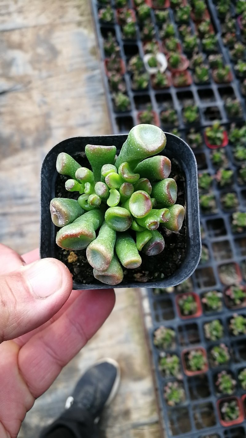 多肉植物一手货源，基地出货，常年大量供应！