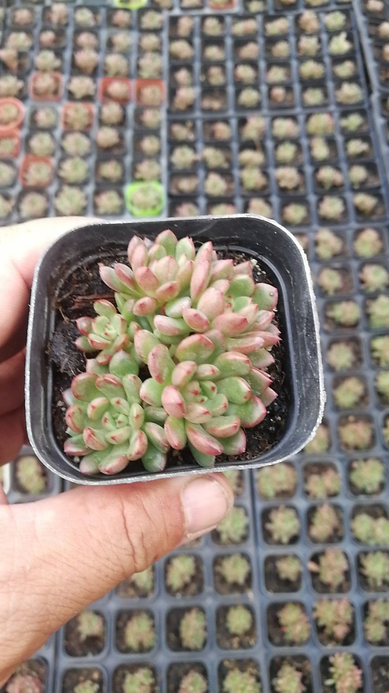 多肉植物一手货源，基地出货，常年大量供应！