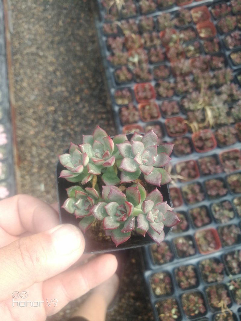 多肉植物一手货源，基地出货，常年大量供应！