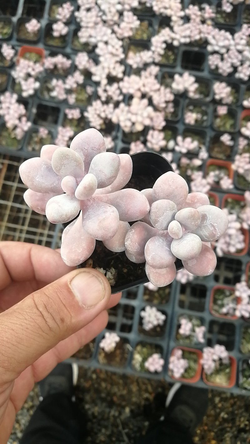 多肉植物一手货源，基地出货，常年大量供应！